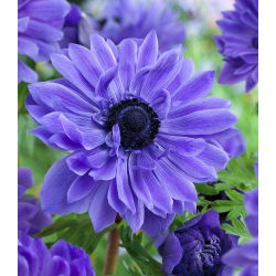 Sippsläktet - Lord Lieutenant - paket med 8 stycken - Anemone
