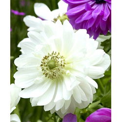 Double anemone – Mount Everest – 40 pcs; poppy anemone, windflower