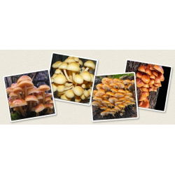 Enokitake, enoki, futu; golden needle mushroom, Futu Mushroom, lily mushroom, seafood mushroom, winter mushroom, winter fungus, velvet foot, velvet stem, velvet shank