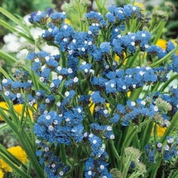 Statice Sinuata - Blu - Limonium sinuatum - Fioriture di lunga durata, perfette per bouquet - Semi Freschi