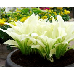 Funkiasläktet - White Feather - Hosta