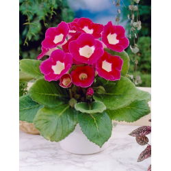 Gloxinia - Blanche De Meru