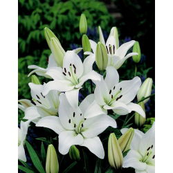 Lírio Asiático Branco - Lilium Asiatic White