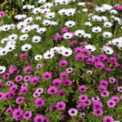 Semi di African Daisy - Osteospermum ecklonis - 35 semi