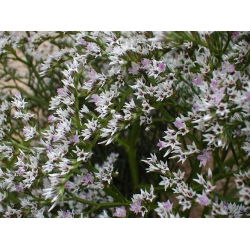 German Statice seeds - Limonium tataricum - 100 seeds