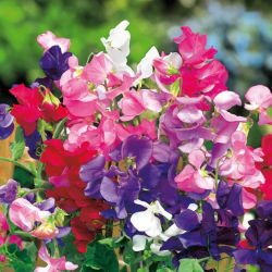 Semillas de guisante enano - Lathyrus odoratus - 24 semillas