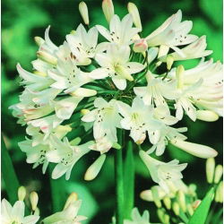 Agapanthus - baltas