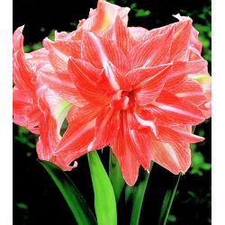 Hippeastrum Lady Jane - ampul / yumru / kök