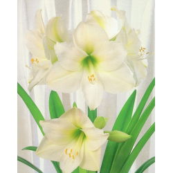Hippeastrum Mont Blanc - ampul / yumru / kök