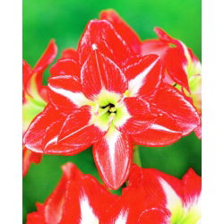 Hippeastrum Pasadena - ampul / yumru / kök