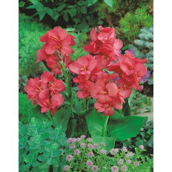 美人蕉兰花 - 鳞茎/块茎/根 - Canna