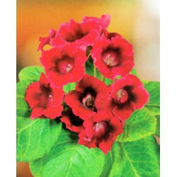 Gloxinia - Defiance