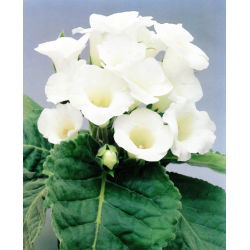 Gloxinia - Mont Blanc