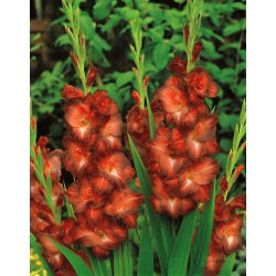 Gladiool Chocolate - pakend 5 tk - Gladiolus Chocolate