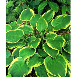 Funkiasläktet - Aureomarginata - Hosta