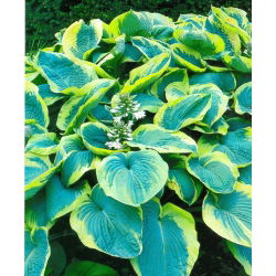 Funkiasläktet - Francess Williams - Hosta