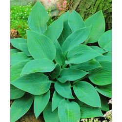 Funkiasläktet - Halcyon - Hosta
