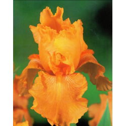 Iris germanica Orange - bebawang / umbi / akar