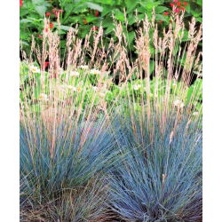 Festuca glauca