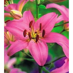 Lilium, Lily Asiatic Pink - луковица / грудка / корен - Lilium Asiatic White