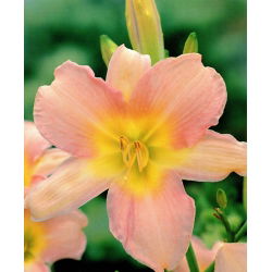 Хемероцаллис, Даилили Цатхерине Воодберри - булб / тубер / роот - Hemerocallis hybrida Catherine Woodberry