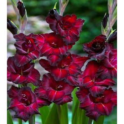 Gladiool Black Star - pakend 5 tk - Gladiolus Black Star