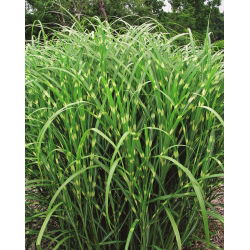 Miscanthus Zebrinus, Zebra Iarbă - semințe