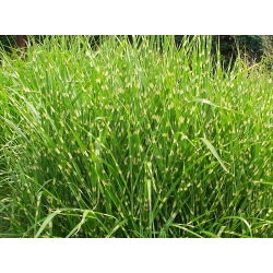 Miscanthus Zebrinus, Zebra Iarbă - semințe
