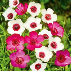 Scarlet Flax Bright Eyes zaden - Linum grandiflorum - 300 zaden