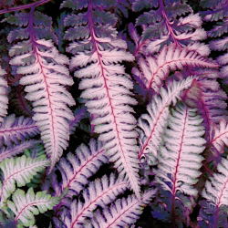Athyrium Burgundija Čipka - lukovica / gomolj / korijen