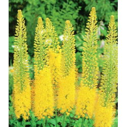 Eremurus, Foxtail Lilies Bungei