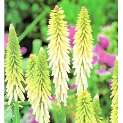 Ķekaru knifofija - balts - Kniphofia