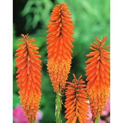 Ķekaru knifofija - oranžs - Kniphofia