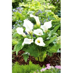 Zantedeschia - White - branco