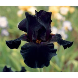 Hageiris - Black Night - Iris germanica
