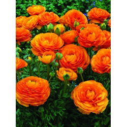 Vėdrynas - Oranžinis - pakuotėje yra 10 vnt - Ranunculus