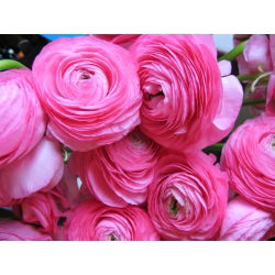 Vėdrynas - rožinis - pakuotėje yra 10 vnt - Ranunculus