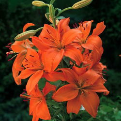 Лилиум, лилия азиатски портокал - луковица / грудка / корен - Lilium Asiatic White