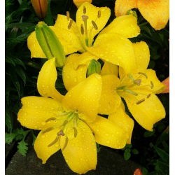 Lilium, Lily Asiatic Yellow - луковица / грудка / корен - Lilium Asiatic White