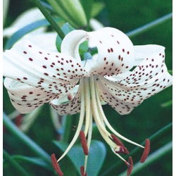 Lilium, Lily White Tiger - lukovica / gomolj / korijen - Lilium White Tiger