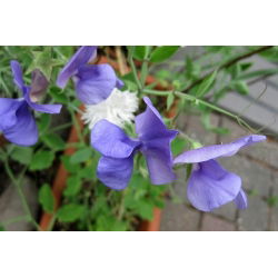 Guisante de Olor - azul - Lathyrus odoratus - Flores azules con aroma celestial para tu jardín - Semillas frescas