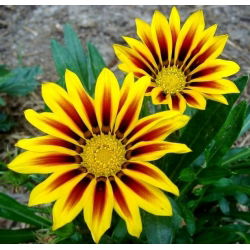 Сокровища цветов, Газания смесь семян - Газания Ригенс - 130 семян - Gazania splendens - семена