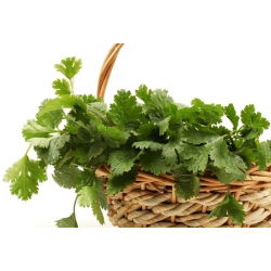 Магданоз Гигант на Италия - Petroselinum crispum - 1200 семена