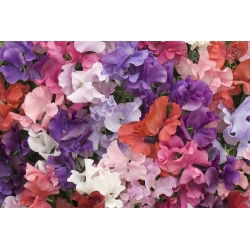 Semillas de guisante enano - Lathyrus odoratus - 24 semillas