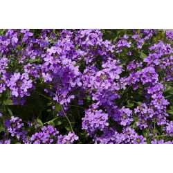 Dame's Rocket, Sweet Rocket Mixed Seeds - Hesperis matronalis - 500 เมล็ด