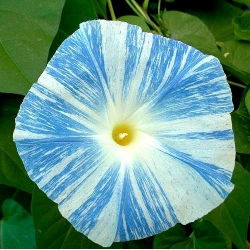 Ранкова слава Арлекін (змішаний) насіння - Ipomea purpurea - 35 насінин - Ipomoea purpurea
