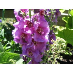 Mitmeaastased rätsepatsi segud seemned - Verbascum sp. - 700 seemnet