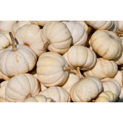 Hạt bí ngô Boo Boo - Cucurbita Pepo - 33 hạt