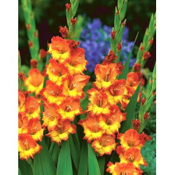 Gladiool Sunshine - pakend 5 tk - Gladiolus Sunshine