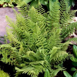 Đà điểu Athyrium - củ / củ / rễ